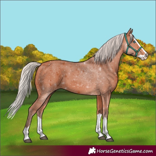 Horse Color:Silver Bay Splash 
