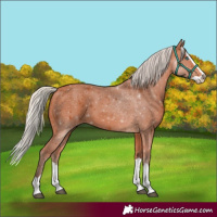 Horse Color:Silver Bay Splash 
