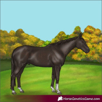 Horse Color:Liver Chestnut Tobiano 