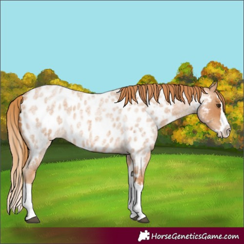 Horse Color:Red Roan Splash Appaloosa 