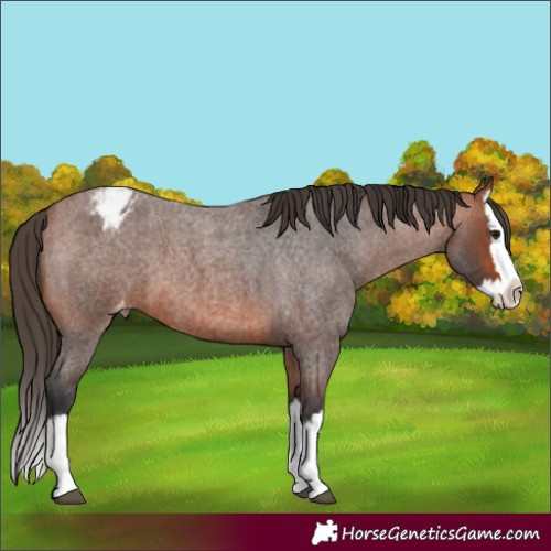 Horse Color:Bay Roan Splash Appaloosa 
