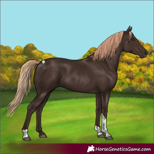 Horse Color:Liver Chestnut Tobiano
