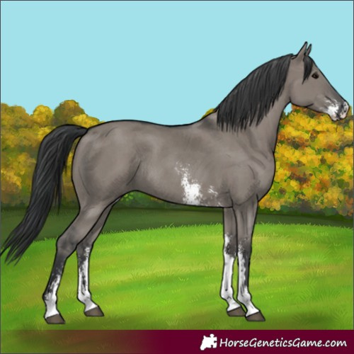 Horse Color:Grullo Sabino Rabicano