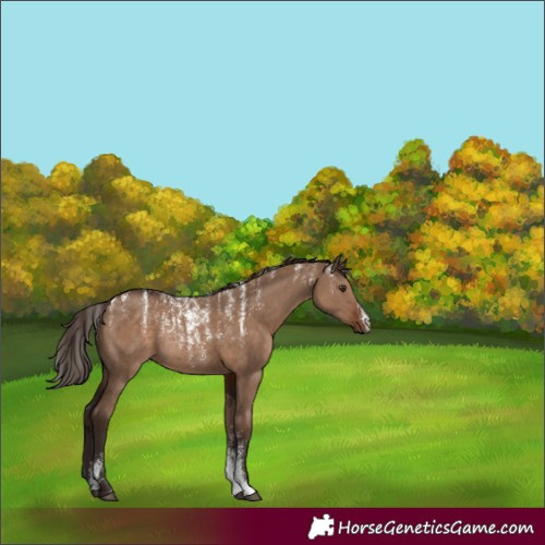 Horse Color:Powder White Liver Red Dun Rabicano 