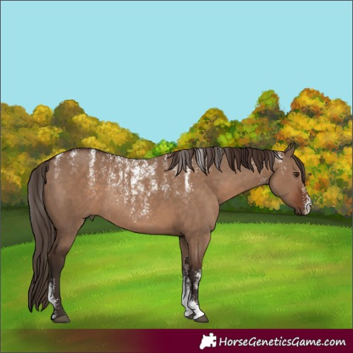 Horse Color:Powder White Liver Red Dun Rabicano 