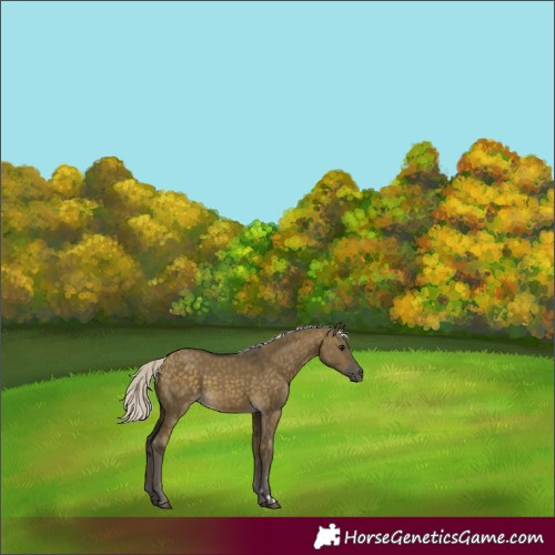 Horse Color:Silver Buckskin Dun