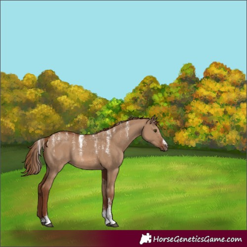 Horse Color:Powder White Red Dun Rabicano 
