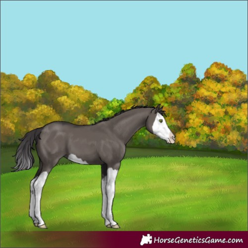 Horse Color:Smoky Grullo Splash