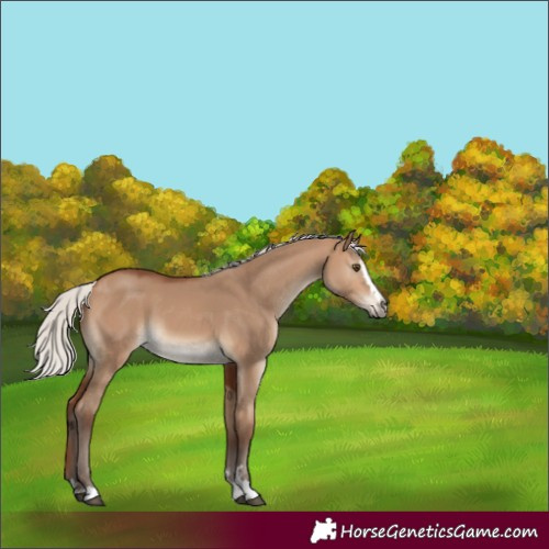 Horse Color:Silver Brown Dun 