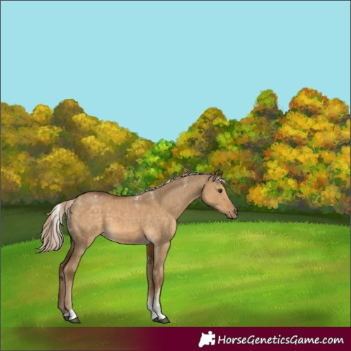 Horse Color:Powder White Chocolate Palomino Dun Tobiano Rabicano