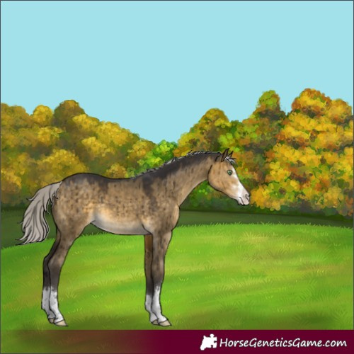 Horse Color:Silver Buckskin Dun Brindle 