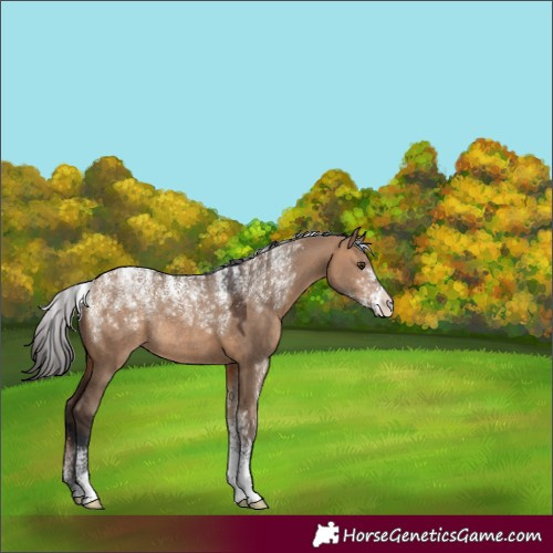 Horse Color:Powder White Bay Dun Rabicano