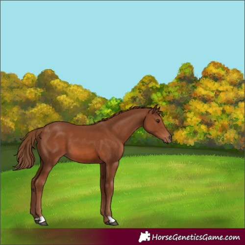 Horse Color:Chestnut 