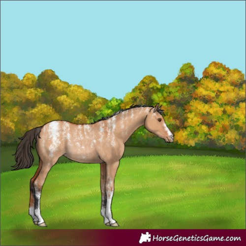 Horse Color:Powder White Bay Dun Rabicano