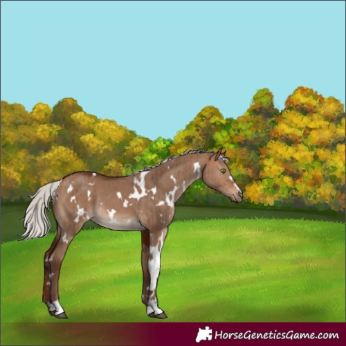 Horse Color:White Spotted Silver Bay Dun Brindle