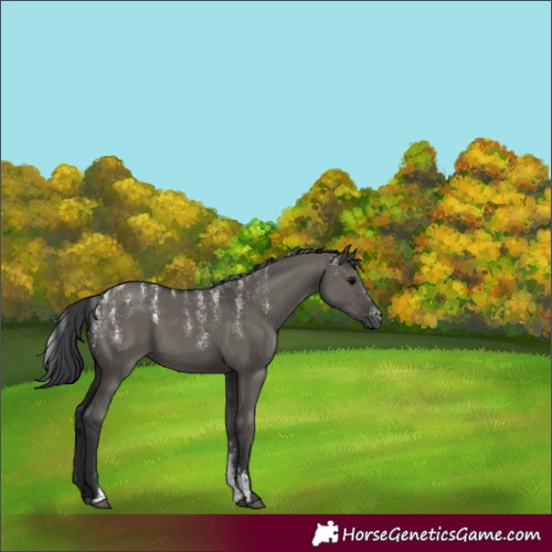 Horse Color:Powder White Grullo 