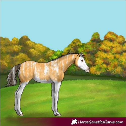 Horse Color:Powder White Buckskin Splash Rabicano