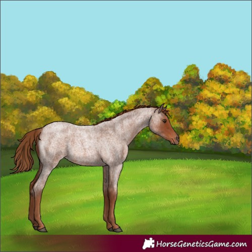Horse Color:Red Roan Rabicano 