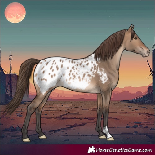 Horse Color:Brown Dun Blanket