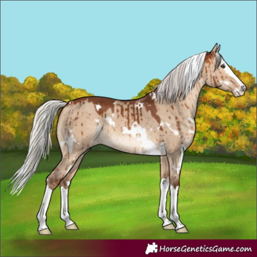 Horse Color:White Spotted Silver Brown Dun Splash Brindle 