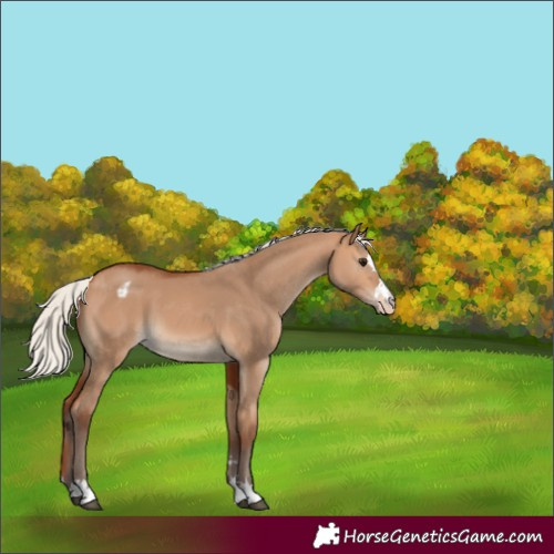 Horse Color:Silver Bay Dun Appaloosa 