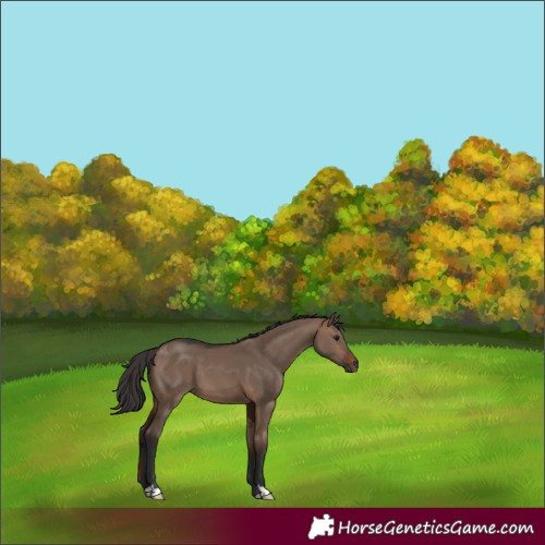 Horse Color:Brown Dun