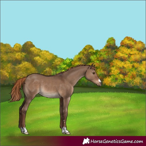 Horse Color:Liver Red Dun Rabicano