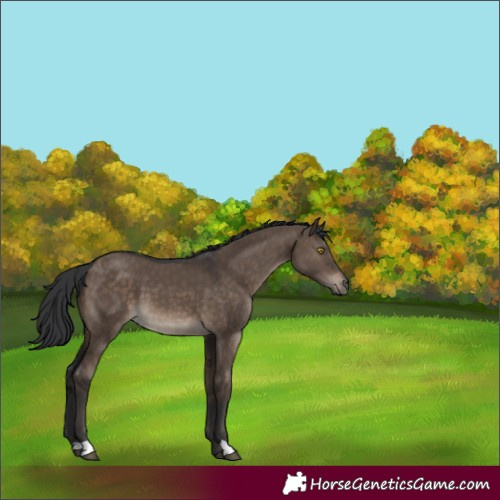 Horse Color:Brown Dun 