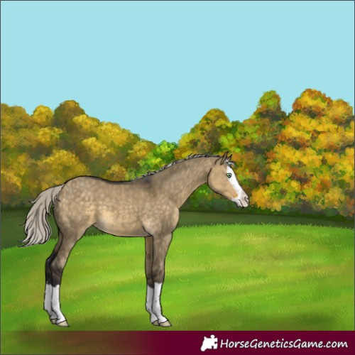 Horse Color:Silver Buckskin Dun Splash