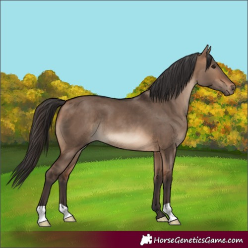 Horse Color:Bay Dun 