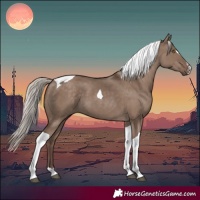 Horse Color:Silver Grullo Tobiano