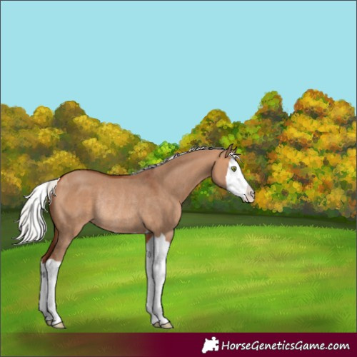 Horse Color:Silver Bay Dun Splash Rabicano 