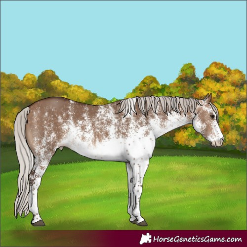 Horse Color:White Spotted Silver Brown Dun Rabicano 