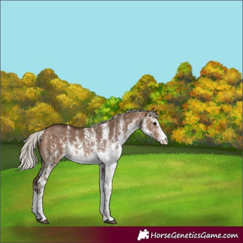 Horse Color:White Spotted Silver Brown Dun Rabicano 