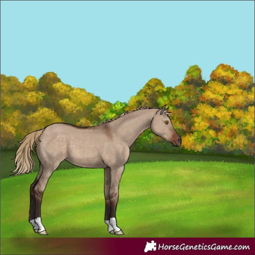 Horse Color:Liver Red Dun 