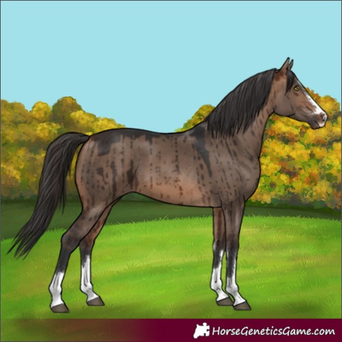 Horse Color:Bay Dun Brindle 