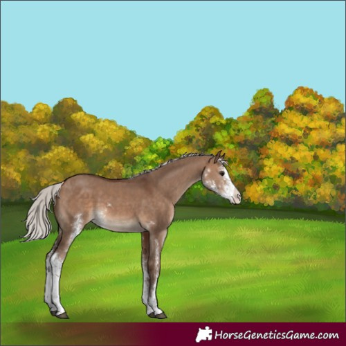 Horse Color:Silver Brown Dun Sabino 