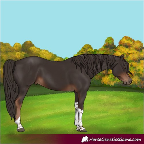 Horse Color:Liver Chestnut Tobiano 