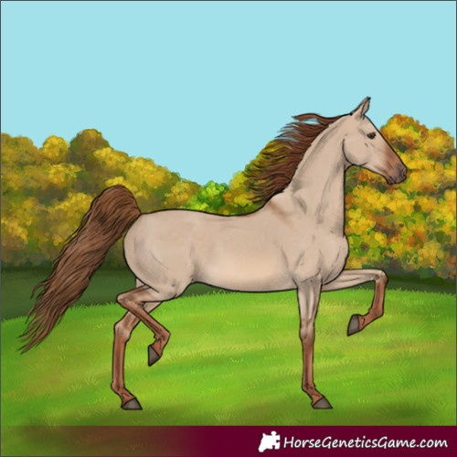 Horse Color:Red Dun