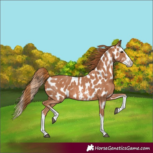 Horse Color:Chestnut Sabino Splash Appaloosa