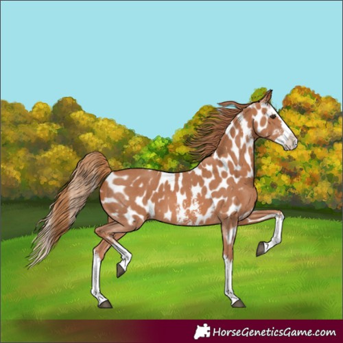 Horse Color:Chestnut Sabino Splash Appaloosa
