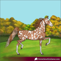 Horse Color:Chestnut Sabino Splash Appaloosa 