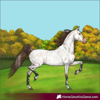 Horse Color:Bay Roan Dun Appaloosa 