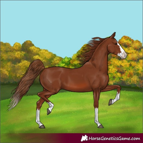 Horse Color:Chestnut Splash 