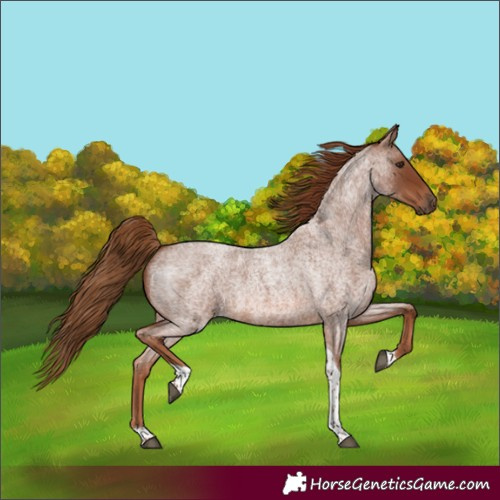 Horse Color:Red Roan Tobiano 