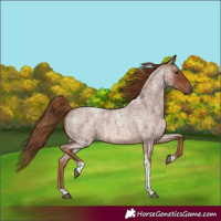 Horse Color:Red Roan Tobiano