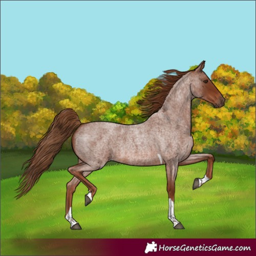 Horse Color:Red Roan Tobiano 