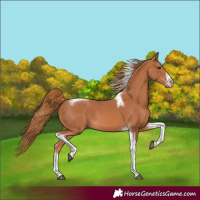 Horse Color:Chestnut Tobiano Frame