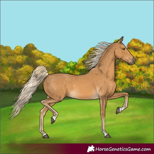 Horse Color:Palomino