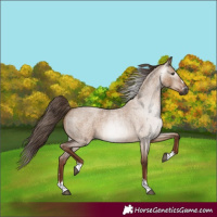 Horse Color:Gray Red Dun Roan